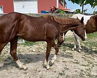 ready-to-train-gelding