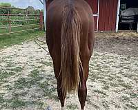 all-paint-horse