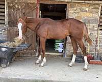 all-around-paint-horse