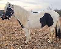 12-hand-pony-mare