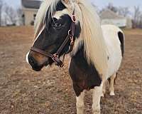 12-hand-mare