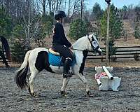 12-hand-pony