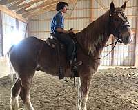 white-blaze-horse