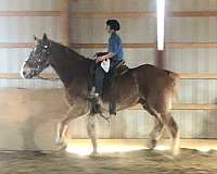 chestnut-white-blaze-horse