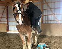 mounted-patrol-belgian-horse