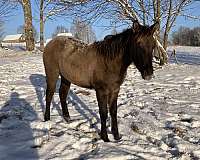 buckskin-dun-mustang-filly
