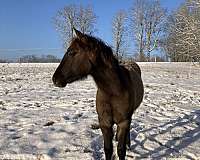 buckskin-dun-mustang-stallion