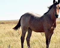 calf-roping-quarter-horse