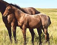 futurity-eligible-quarter-horse