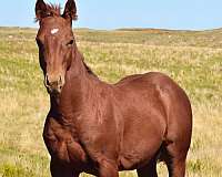 calf-roping-quarter-horse