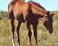 ranch-quarter-horse