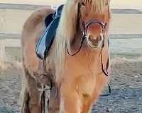 dun-usihc-gelding