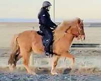 dun-usihc-horse
