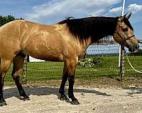 fancy-color-quarter-horse