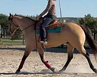 ranch-riding-prospect-horse
