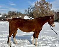 sorrel-ridde-pony