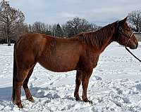 all-around-quarter-horse