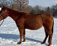 athletic-quarter-horse