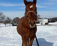 barrel-quarter-horse