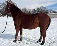 par-gelding