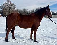 par-draft-horse