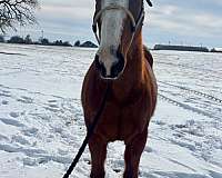 all-around-draft-horse