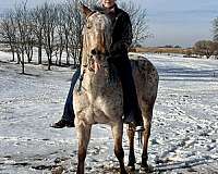 all-around-appaloosa-horse