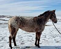 bay-blanket-horse