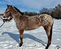 blanket-horse