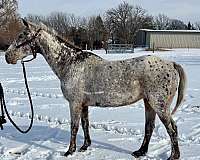 pacing-poa-horse