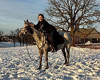 racehorse-poa-horse