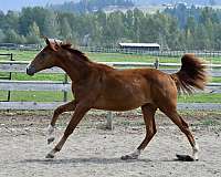 warmblood-horse-for-sale