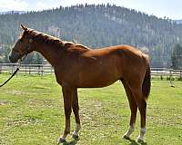 warmblood-horse