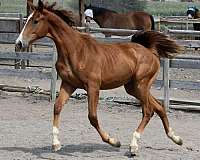 warmblood-colt