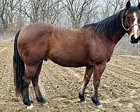 12-yrs-old-horse