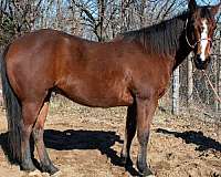 12-yrs-old-quarter-horse