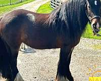 bay-chocolate-gypsy-vanner-mare