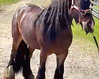 bay-chocolate-gvhs-mare