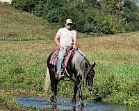 grey-percheron-horse