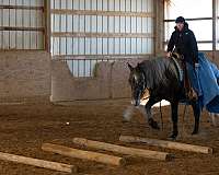 gelding-percheron-horse