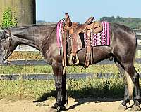 all-around-percheron-horse
