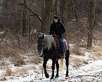 draft-percheron-horse