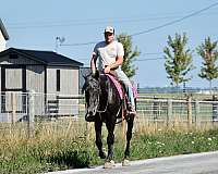 athletic-percheron-horse