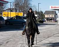 dressage-percheron-horse