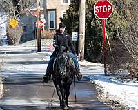 drill-team-percheron-horse