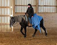 driving-percheron-horse