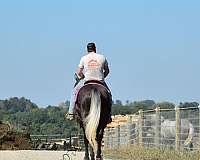 eventing-percheron-horse