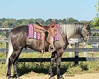 quiet-percheron-horse