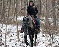 husband-safe-percheron-horse