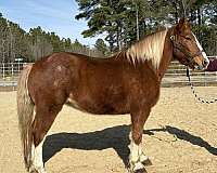 sorrel-draft-mare